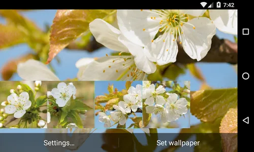 Flowering cherry Wallpaper screenshot 3