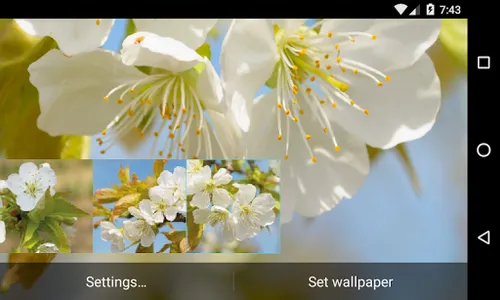 Flowering cherry Wallpaper screenshot 4
