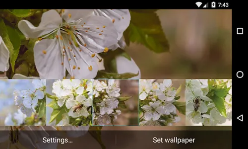 Flowering cherry Wallpaper screenshot 5