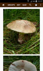 Fungi of Britain screenshot 3