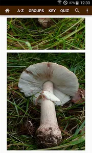 Fungi of Britain screenshot 4