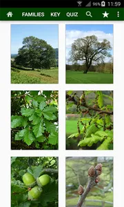 Trees of Britain screenshot 4