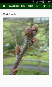 Trees of Britain screenshot 5