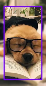 Baby Dogs Wallpaper HD screenshot 0
