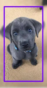 Baby Dogs Wallpaper HD screenshot 3