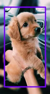 Baby Dogs Wallpaper HD screenshot 4