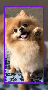 Baby Dogs Wallpaper HD screenshot 7
