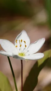 パンダクイズ screenshot 10