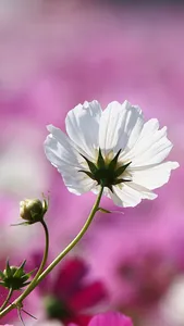 パンダクイズ screenshot 11