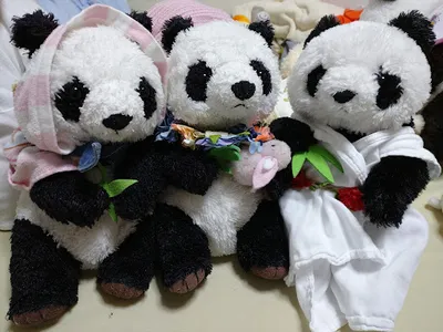 パンダクイズ screenshot 7