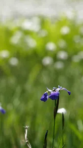 パンダクイズ screenshot 8