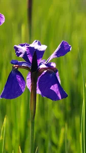 パンダクイズ screenshot 9