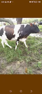 Amagara - Buy livestock online screenshot 3