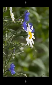 Wilde bloemen screenshot 3