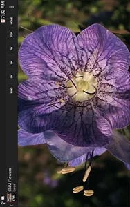 CNM WildFlowers screenshot 15