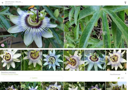 PlantNet Plant Identification screenshot 9