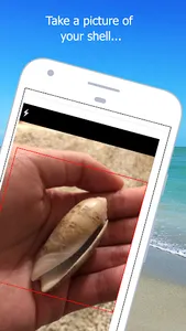 Shell Museum: Identify Shells screenshot 1