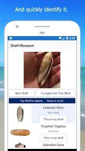 Shell Museum: Identify Shells screenshot 2