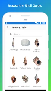 Shell Museum: Identify Shells screenshot 3