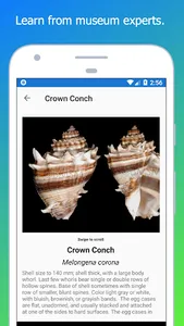 Shell Museum: Identify Shells screenshot 4