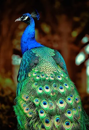 Peacock Wallpaper screenshot 1