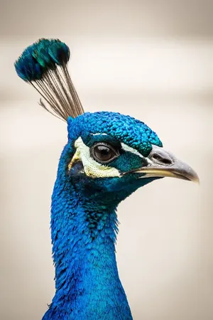 Peacock Wallpaper screenshot 2