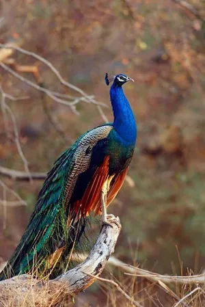 Peacock Wallpaper screenshot 3