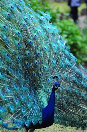 Peacock Wallpaper screenshot 4