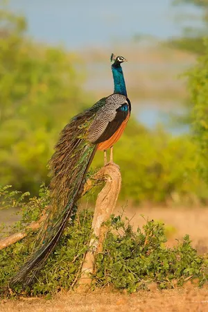 Peacock Wallpaper screenshot 5