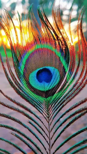 Peacock Wallpaper screenshot 6
