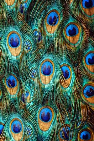 Peacock Wallpaper screenshot 7