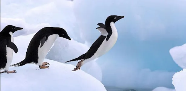 pinguino fondos screenshot 0