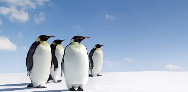 pinguino fondos screenshot 1