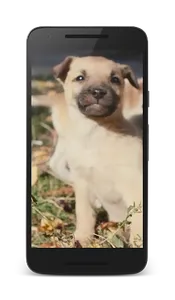 Puppies Video Wallpaper screenshot 0