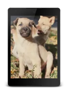 Puppies Video Wallpaper screenshot 7