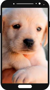Puppy Wallpaper 🐶 screenshot 0