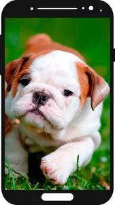 Puppy Wallpaper 🐶 screenshot 2