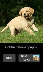 Quick Puzzle - Dogs screenshot 0