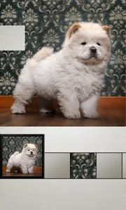 Quick Puzzle - Dogs screenshot 3