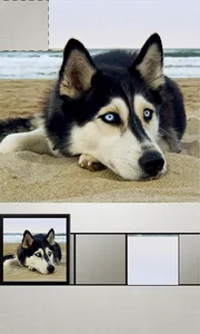 Quick Puzzle - Dogs screenshot 4