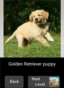 Quick Puzzle - Dogs screenshot 5