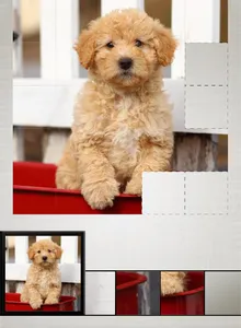 Quick Puzzle - Dogs screenshot 8
