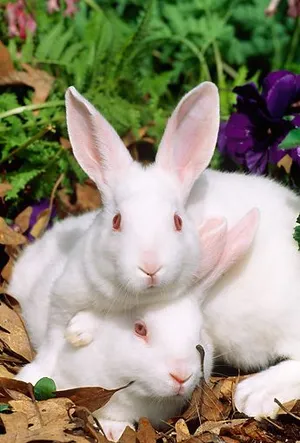 Rabbit Wallpaper screenshot 1