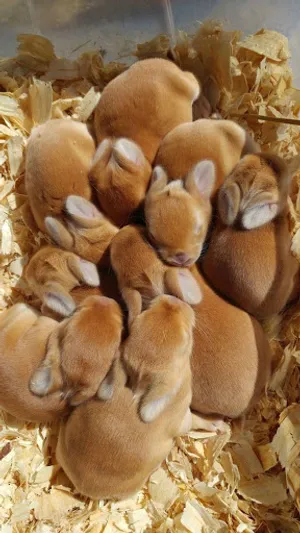 Rabbit Wallpaper screenshot 7