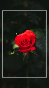 Rose Wallpaper : Flowers screenshot 14