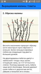 Выращивание малины. Советы screenshot 2