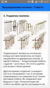 Выращивание малины. Советы screenshot 3