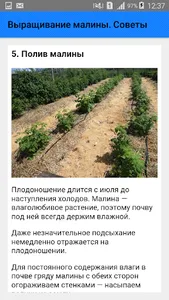 Выращивание малины. Советы screenshot 5