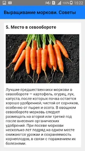 Выращивание моркови. Советы screenshot 4