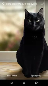 Cute Black Cat Live Wallpaper screenshot 1